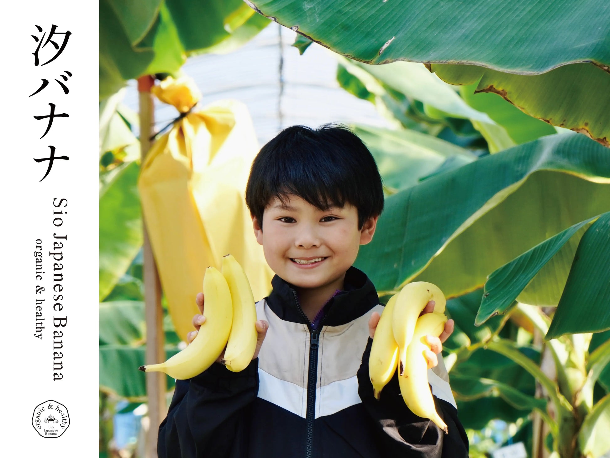 お試しや贈り物に!国産高級無農薬 やっちろバナナ5本セット