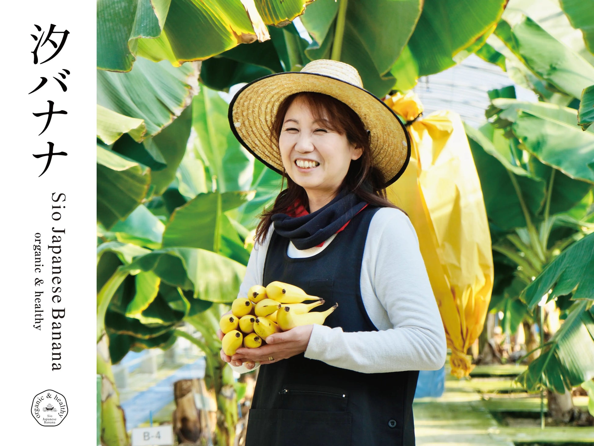 毎日の食卓に！国産高級無農薬 やっちろバナナ10本セット