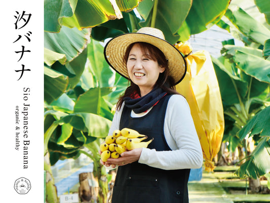 毎日の食卓に！国産高級無農薬 やっちろバナナ10本セット